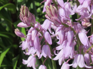 Zbliżenie na kwiat rośliny z gatunku Hyacinthoides hispanica