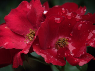 6月に美しく咲いた赤いバラの花「かざぐるま」