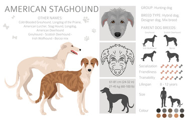 American Staghound clipart. Greyhound, Scottish Deerhound, Irish Wolfhound, Borzoi mix. Different coat colors set.  Vector illustration