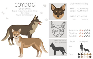Coydog clipart. Coyote - domestic dog mix. Different coat colors set.  Vector illustration