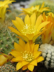 Zbliżenie na żółte kwiaty kaktusa © Kumulugma