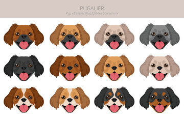 Pugalier, Cavapug clipart. Pug - Cavalier KIng charles Spaniel mix. Different coat colors set.  Vector illustration