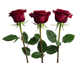 Three deep red roses, elegant and vibrant