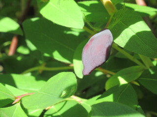 Zbliżenie na owoce jagody kamczackiej wiszące na krzaku © Kumulugma