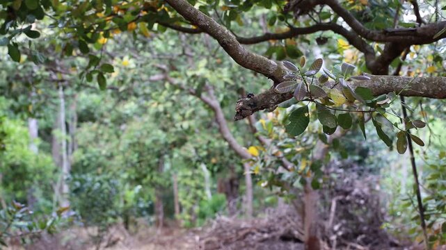 Cashew trees (Anacardium occidentale) grow in the garden in evening. Fruits, nuts, flower and leaves of the plant