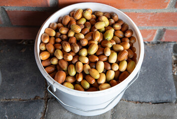 A white bucket full of ripe acorns, oak Quercus seeds ready for sowing an oak forest.
