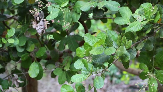 Cashew trees (Anacardium occidentale) grow in the garden in evening. Fruits, nuts, flower and leaves of the plant