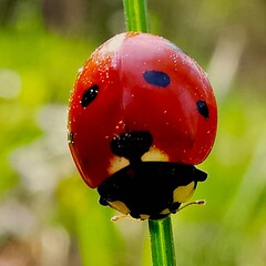 dark red black dot insect ladybug or ladybird beetle