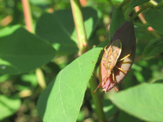 Fototapeta premium Zbliżenie na młodego owada z grupy Heteroptera