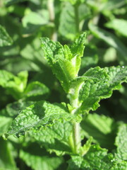 Zbliżenie na młode pędy mięty © Kumulugma