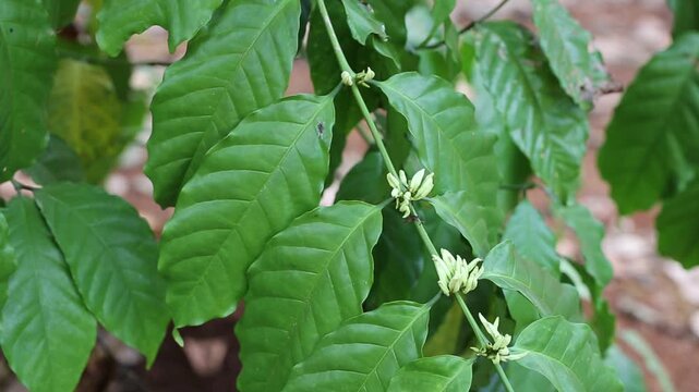 Cashew trees (Anacardium occidentale) grow in the garden in evening. Fruits, nuts, flower and leaves of the plant