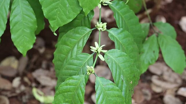 Cashew trees (Anacardium occidentale) grow in the garden in evening. Fruits, nuts, flower and leaves of the plant