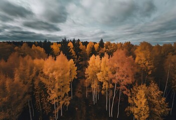 Autumn aerial forest with orange treetops swaying under cloudy skies in loop