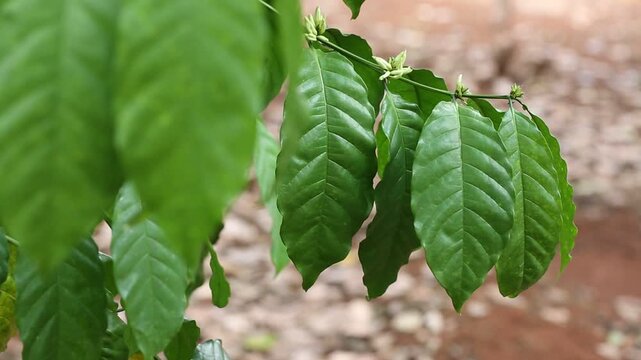 Cashew trees (Anacardium occidentale) grow in the garden in evening. Fruits, nuts, flower and leaves of the plant