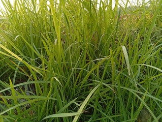 Fototapeta premium Grass accompanied by morning dew drops green grass background 