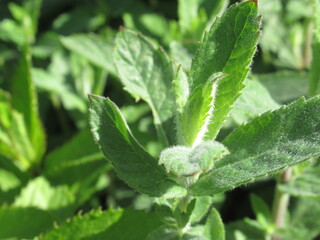 Zbliżenie na młode pędy mięty © Kumulugma