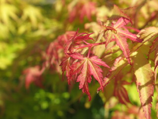 Zbliżenie na młode listki klona palmowego © Kumulugma