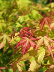 Zbliżenie na młode listki klona palmowego © Kumulugma