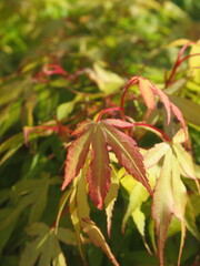 Zbliżenie na młode listki klona palmowego