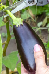 Eggplants growing on a bush in the garden.
