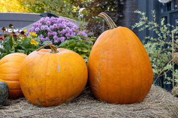 Several large orange pumpkins on dry hay surrounded by blooming flowers and green plants. Outdoor autumn harvest display.