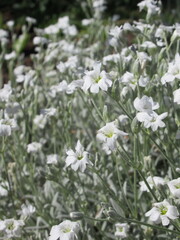 Zbliżenie na kwiaty rośliny z gatunki Cerastium tomentosum © Kumulugma
