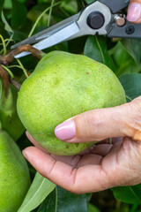 Woman is picking ripe pears from the tree