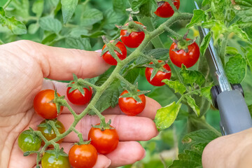 Ripe red cherry tomatoes growing on a bush in the greenhouse.