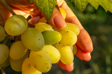 Bunch of ripe white grapes on the bush