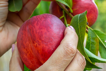 Nectarine tree with ripe fruits growing in the orchard.
