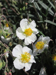 Zbliżenie na białe kwiaty rośliny z gatunku Helianthemum © Kumulugma