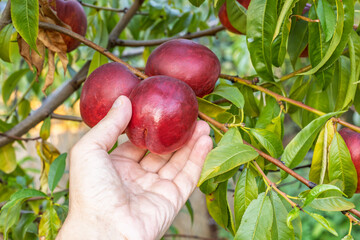 Woman is picking ripe nectarines from the tree
