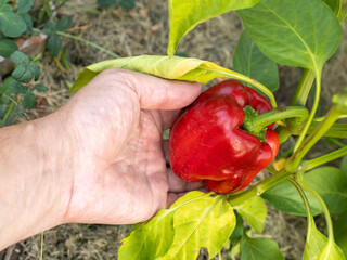 Red bell pepper growing on a bush in the garden.