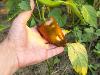 Bell pepper growing on a bush in the garden.