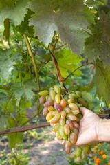 Bunch of ripe white grapes in the female hand.