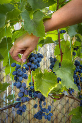 Bunch of ripe grapes in the female hand.