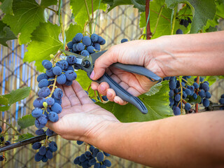 Bunches of ripe grapes on the bush in the garden.