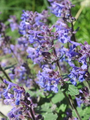 Zbliżenie na niebieskie kwiaty kocimiętki © Kumulugma