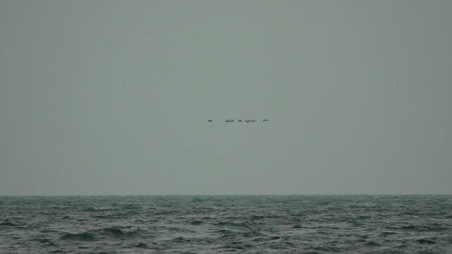 Birds flying ocean, flock of birds soar above choppy sea waves under grey sky