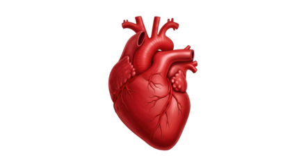Isolated human heart anatomy illustration, cardiovascular organ for medical health care studies