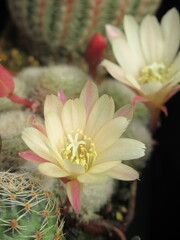 Zbliżenie na kremowe kwiaty kaktusa © Kumulugma