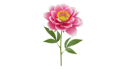 Isolated pretty pink peony bloom, realistic looking flower with green leaves and stem
