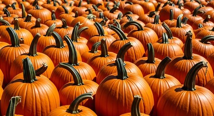 Harvest of vibrant orange pumpkins for seasonal decor