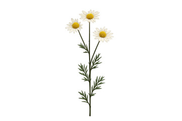 Chamomile flowers blooming with green leaves on transparent background