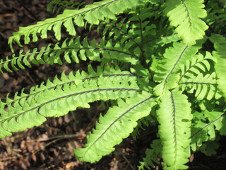 Zbliżenie na listki paprosi © Kumulugma