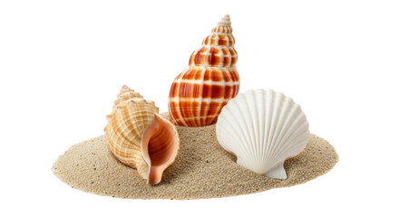 Isolated arrangement of seashells on sand, nautical summer beach decor, tropical marine life