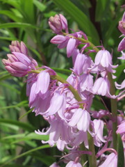Zbliżenie na kwiat rośliny z gatunku Hyacinthoides hispanica © Kumulugma