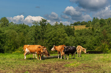 Several cows of different colors gather around a feeding trough in the meadow. The farm landscape shows traditional livestock farming, agriculture, and natural countryside life.