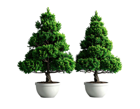 Two miniature green trees in white pots