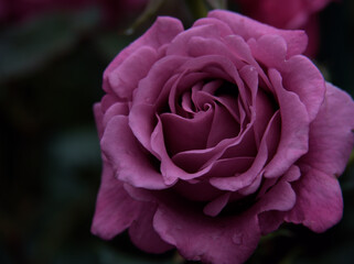 雨の降る6月に咲いた美しく赤いバラの花「ショッキング･ブルー」